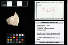 Foto (Objekt + Etikett) von Goniodromites sp.  (NHMW-GEO-2014-0194-0259)